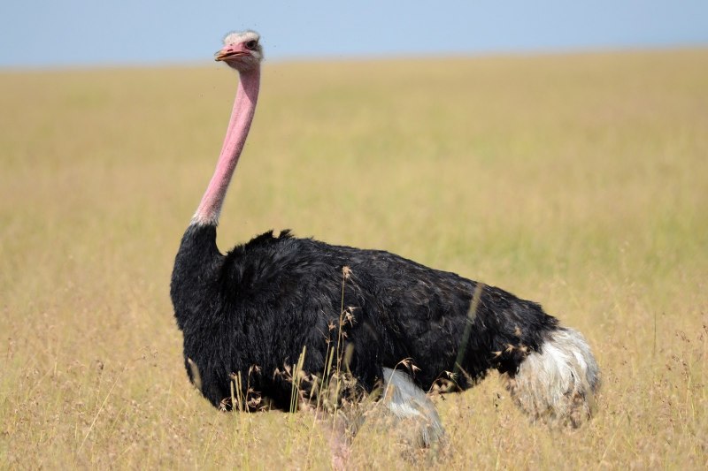 Ostrich 3