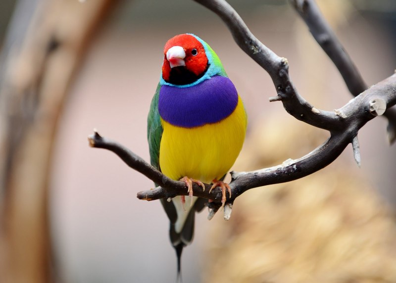 Lady Gouldian Finch
