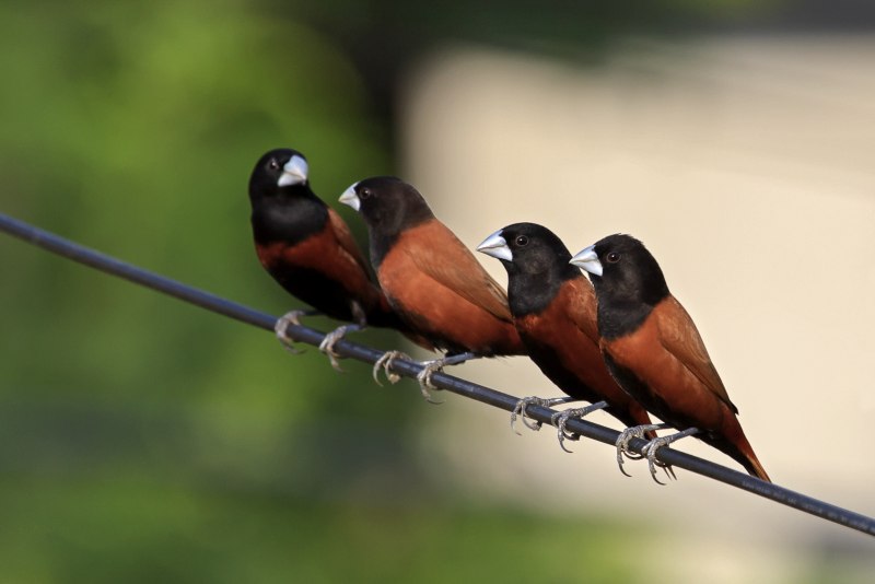 Bird Sounds