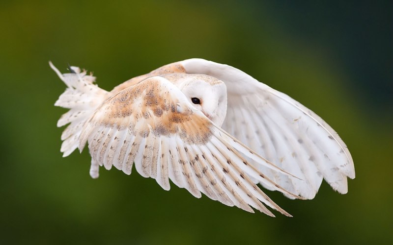 Крылья белой птицы (61 фото)