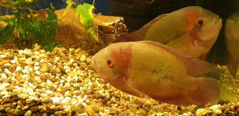 Amphilophus citrinellus x Parrot