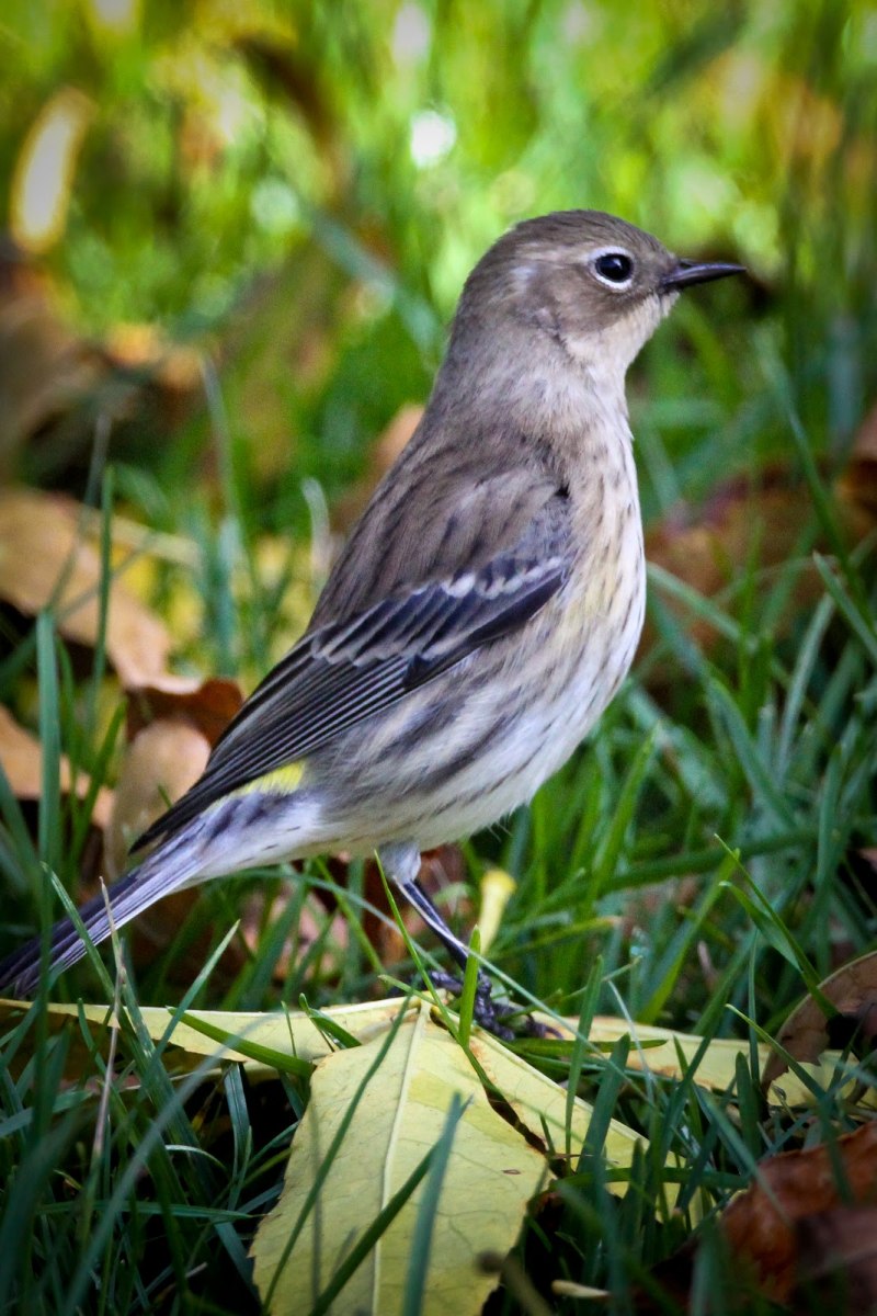 Птица Yellow Rumped Warbler