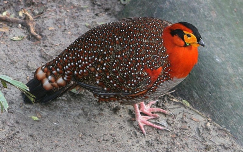 Серобрюхий трагопан / Tragopan blythii