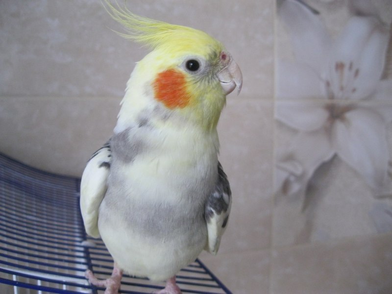 Домашний попугай корелла