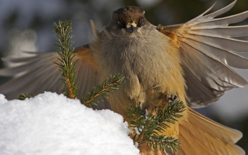 Кукша (cractes Infaustus)