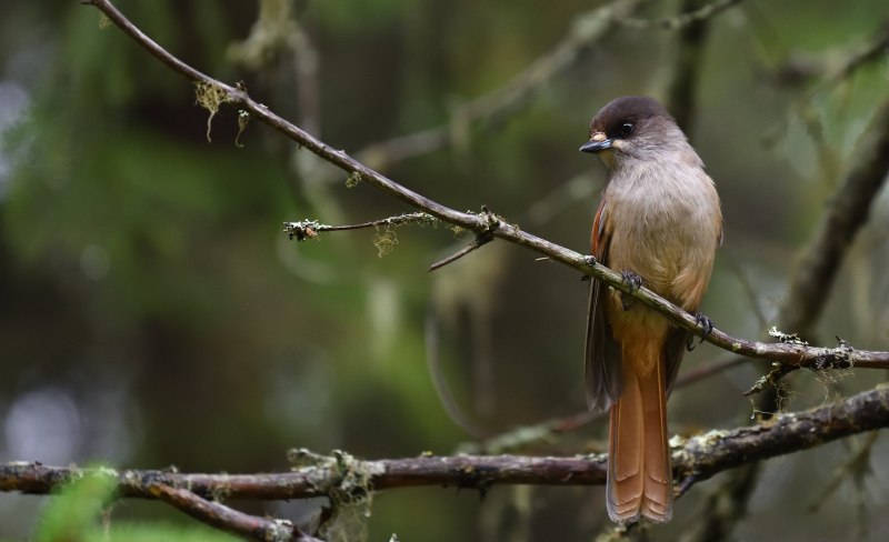 Кукша Perisoreus Infaustus