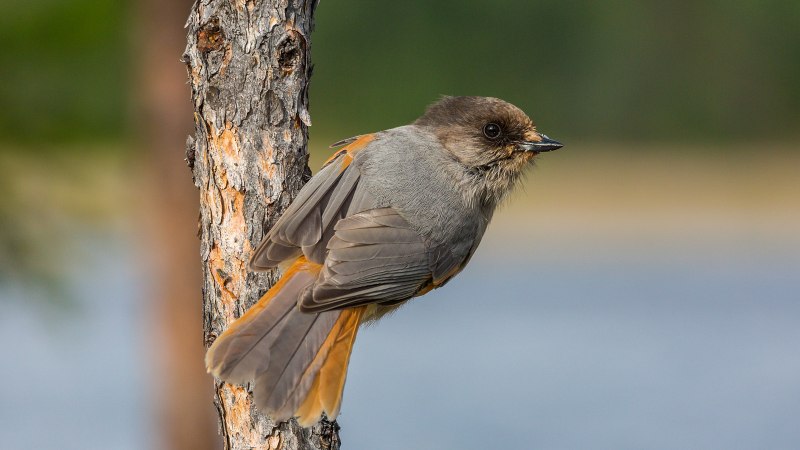 Кукша Лазакович