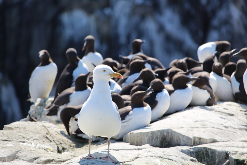 Бургомистр (Larus hyperboreus)