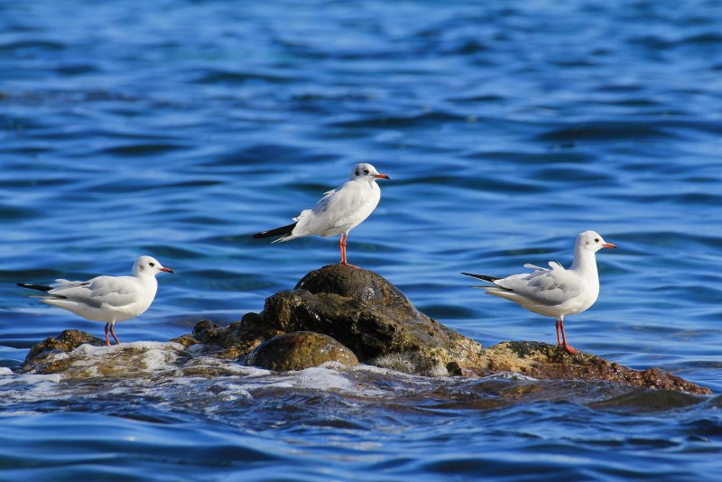 Black backed Gull Балтийское море