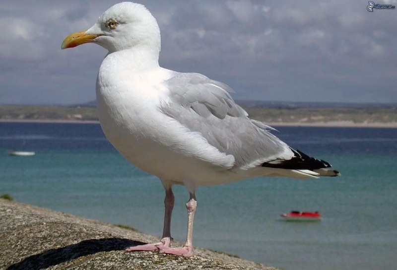 Чайка Larus