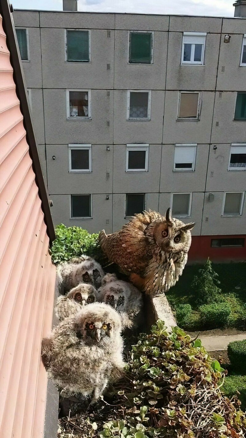 Гнездо на балконе