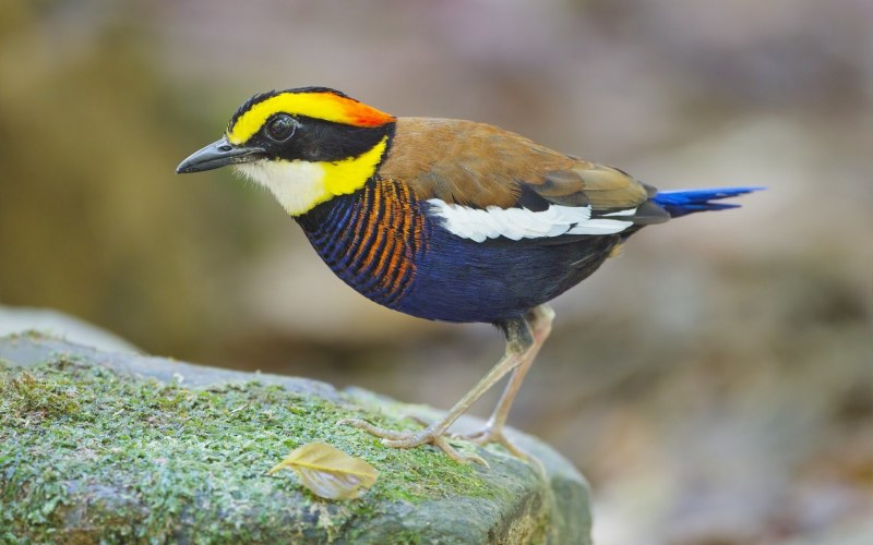 Periporphyrus erythromelas