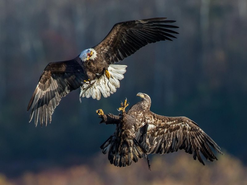 National Geographic. Белоголовый Орлан