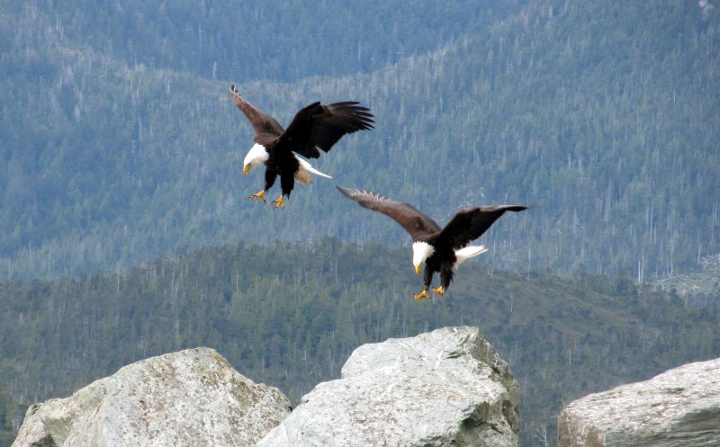 Лилия bald Eagle