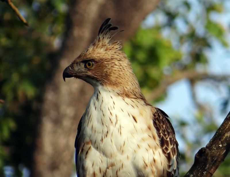 Могильник (Aquila heliaca)
