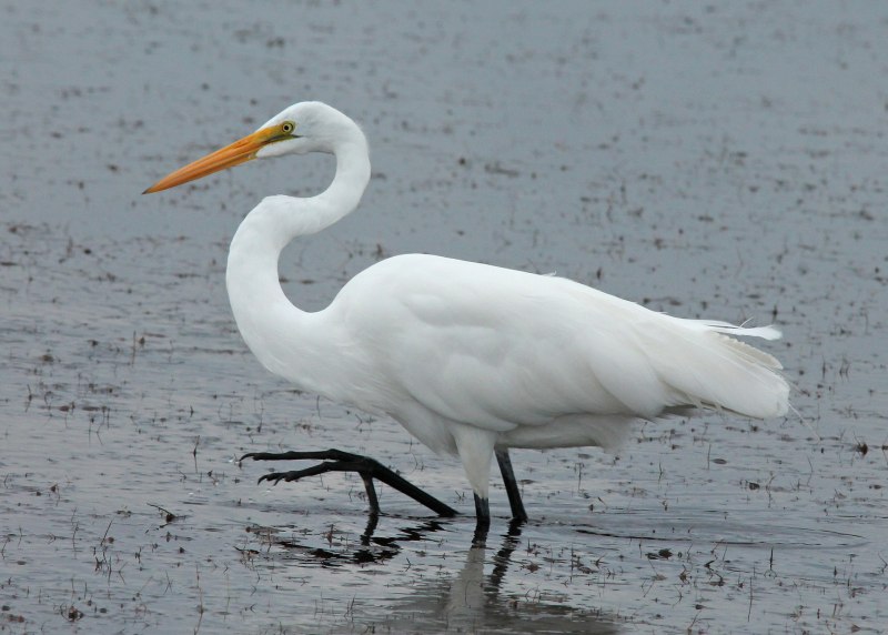Большая белая цапля (Ardea Alba)