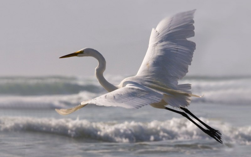 Большая белая цапля (Ardea Alba)