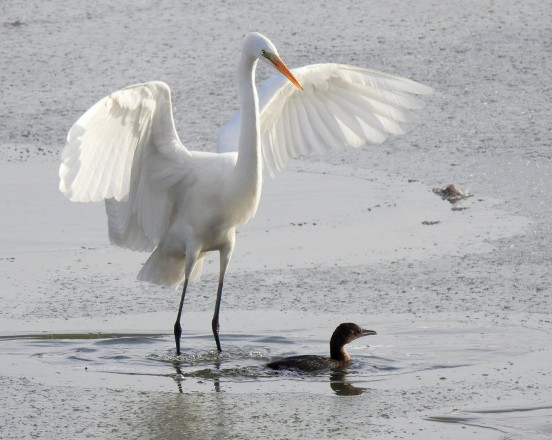 Большая белая цапля Egretta Alba