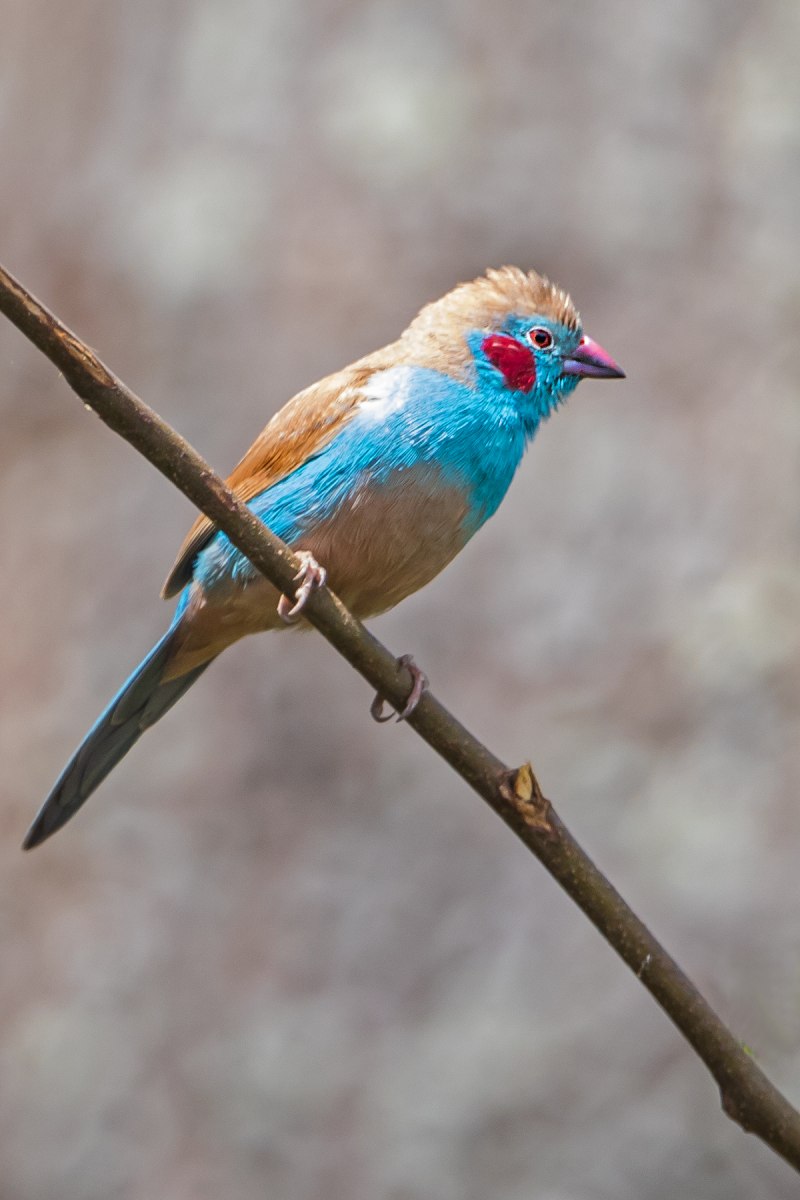 Red-cheeked cordon-bleu