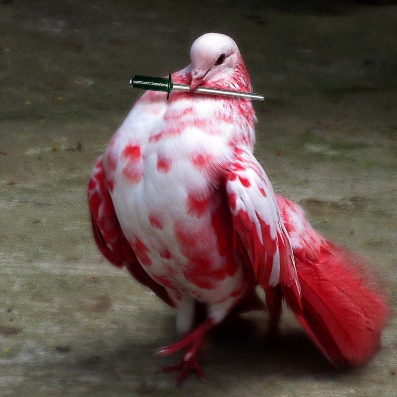 Самые красивые голуби