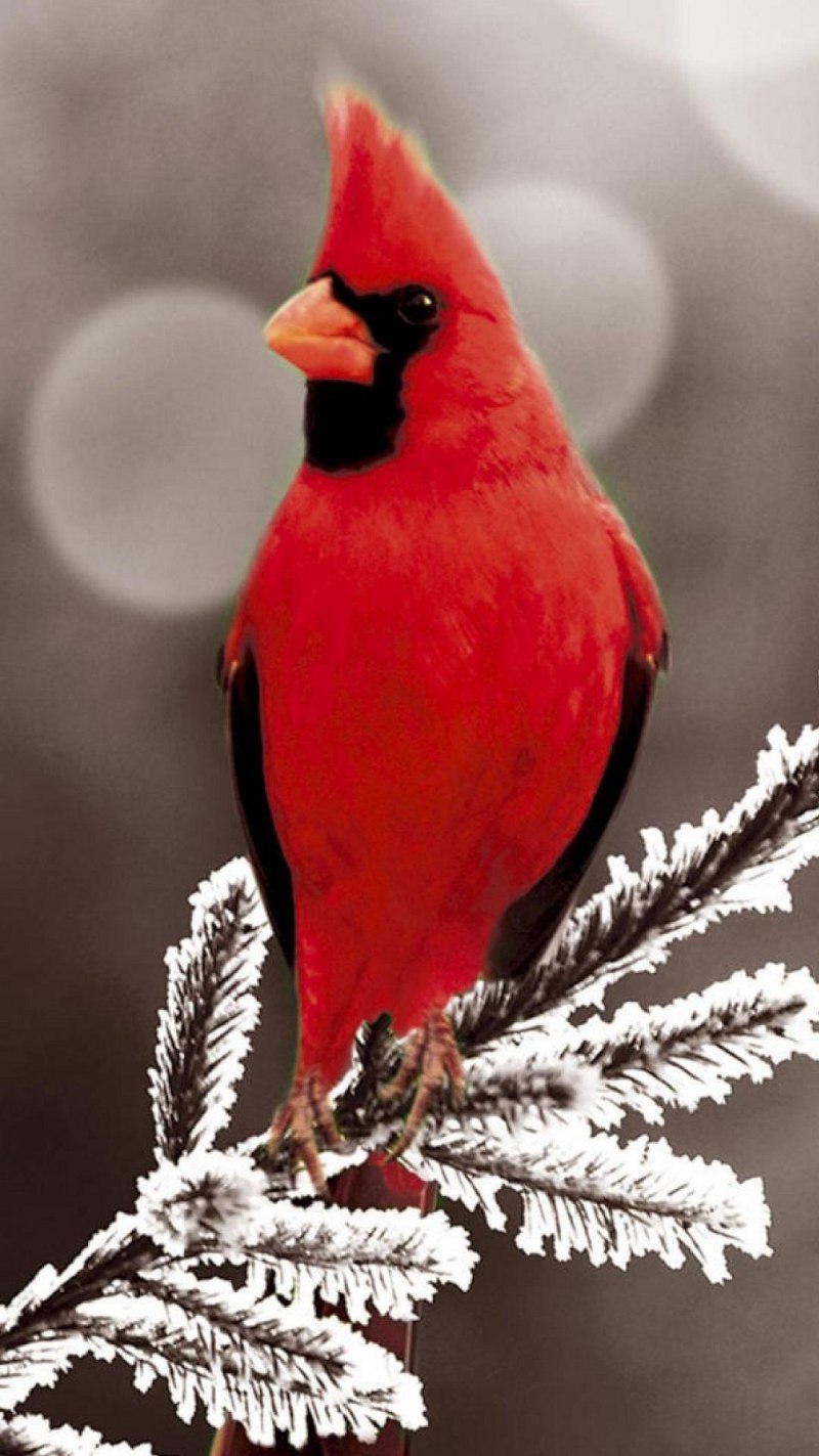 Red Cardinal птица