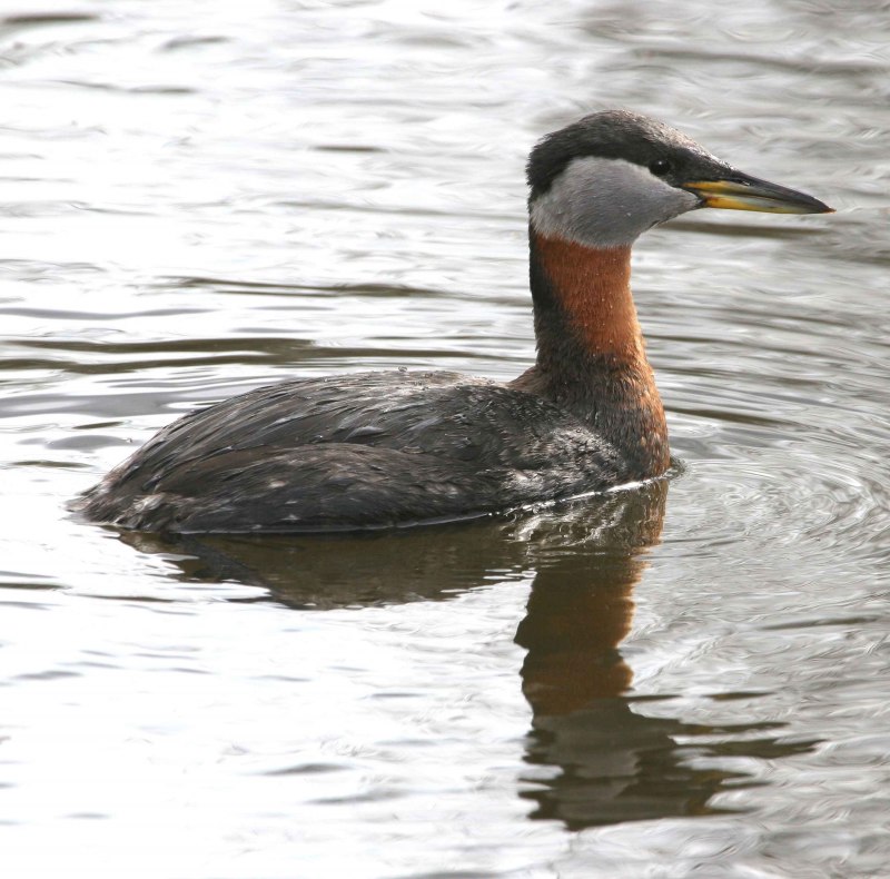 Серощекая поганка (Podiceps griseigena)