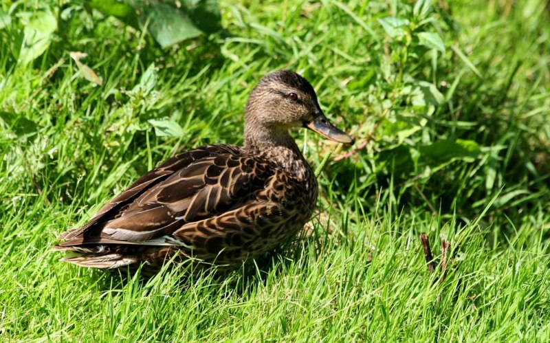 Большой крохаль Mergus Merganser