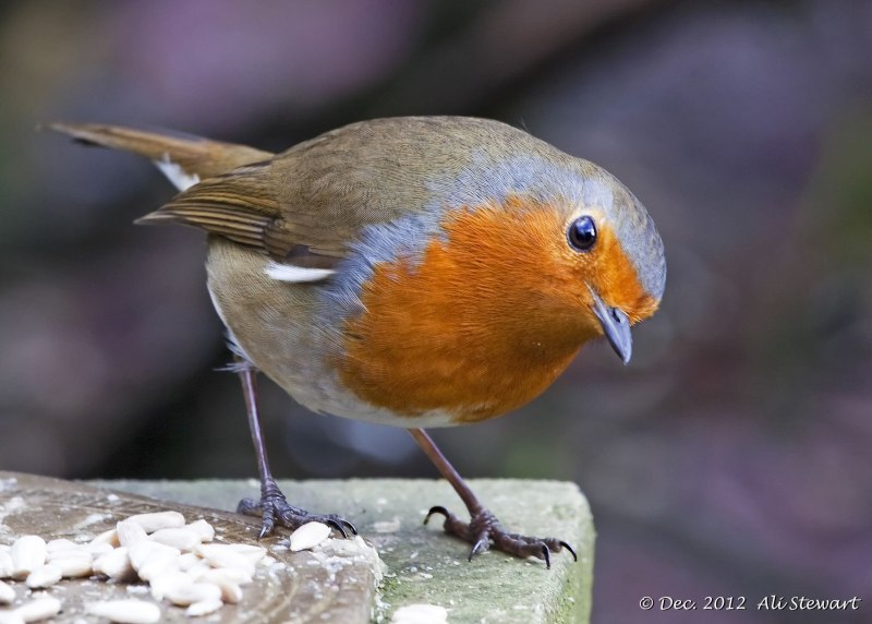 Erithacus rubecula (Linnaeus, 1758)European Robin