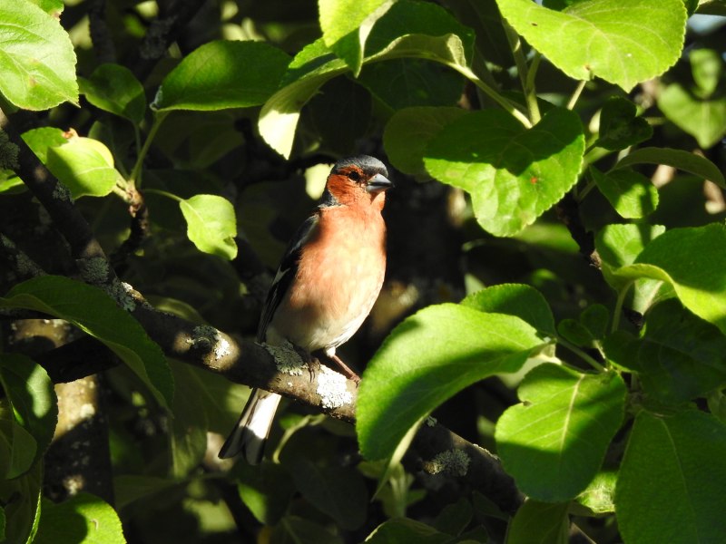 Зяблик (fringilla COELEBS)