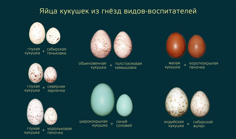 Какие яйца у кукушки