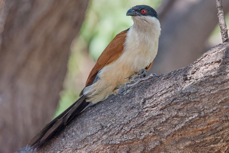 Фото птицы Centropus sinensis