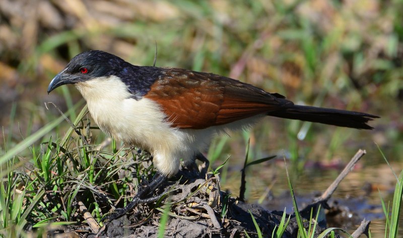 Burchell's Coucal