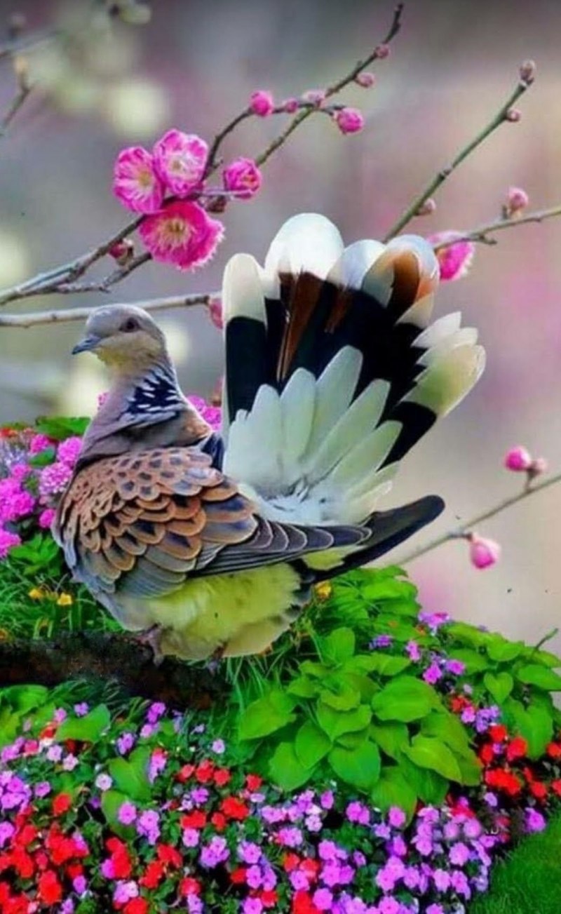 Природа птички