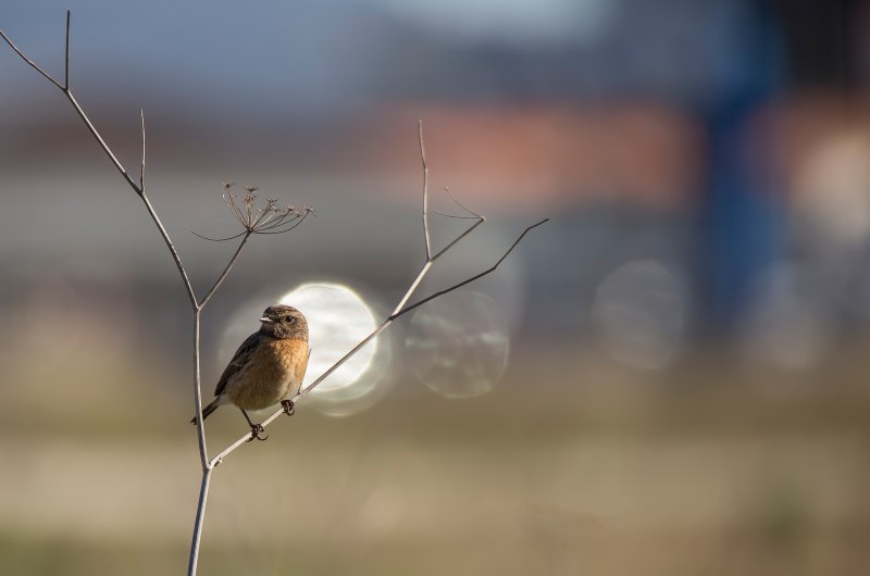 Весна природа птицы