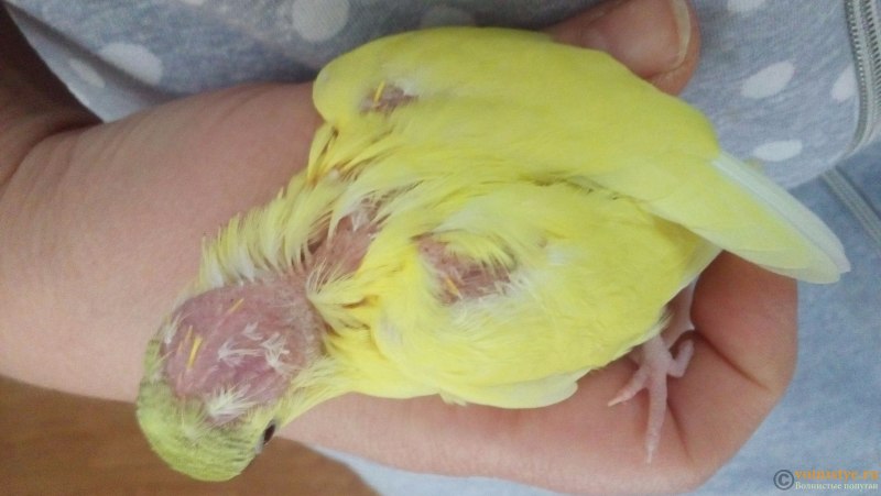 Чесоточный клещ у волнистого попугая на лапках