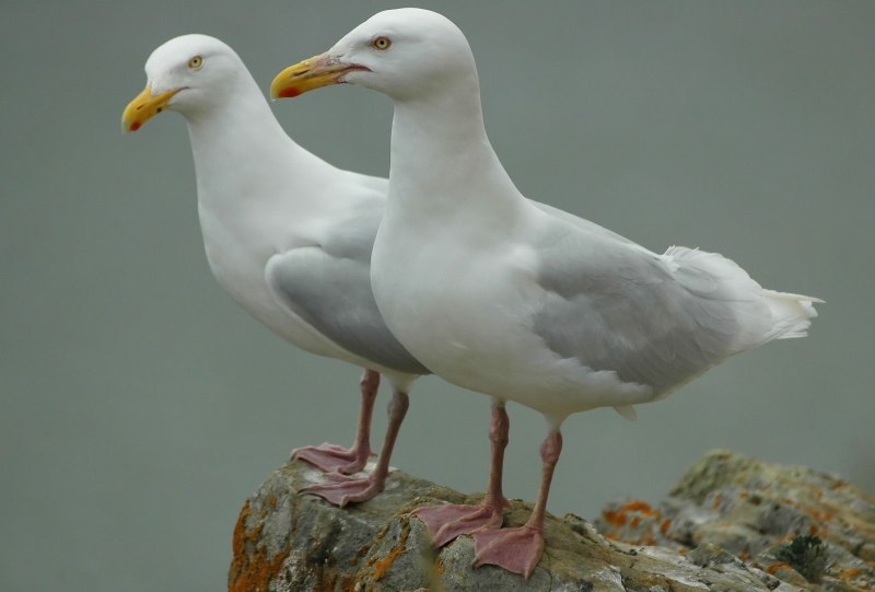 Полярная Чайка Larus Glaucoides