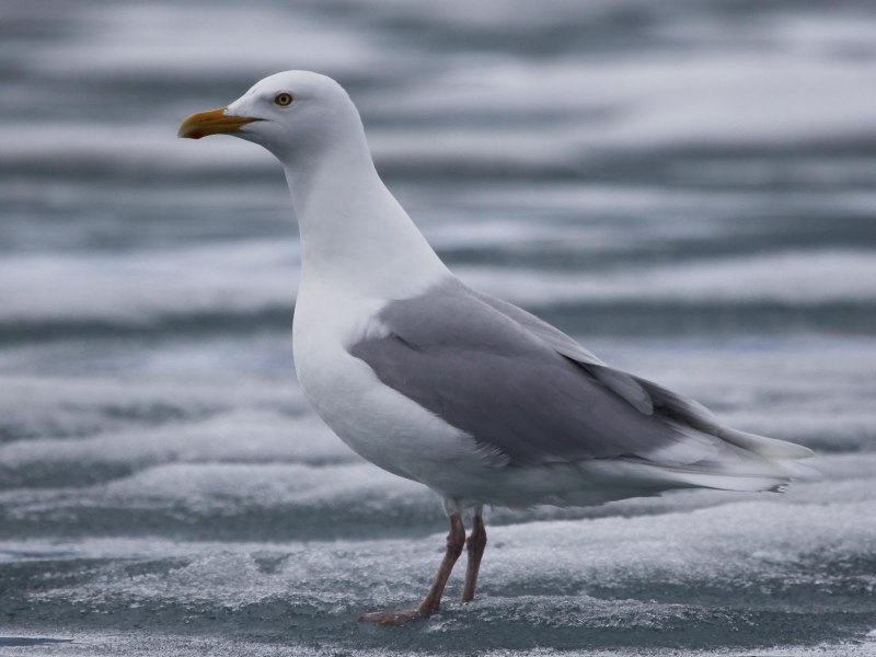 Бургомистр (Larus hyperboreus)