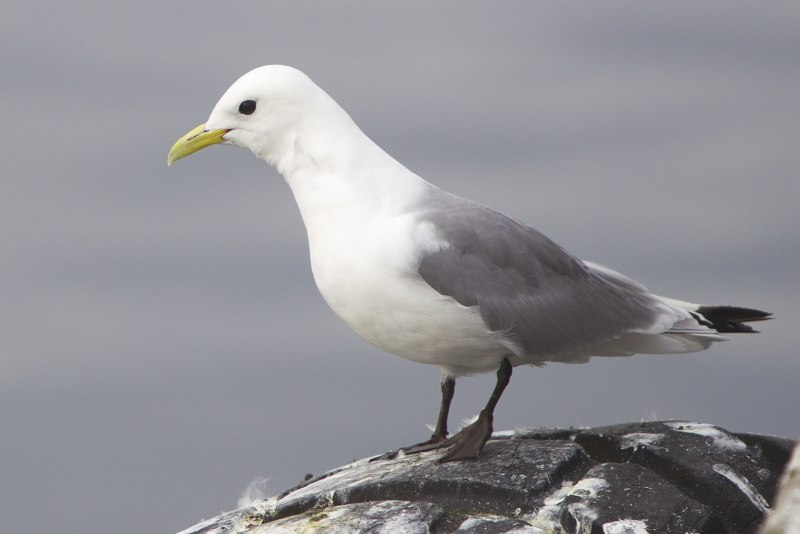 Полярная Чайка Larus Glaucoides