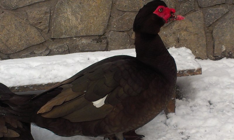 Cairina moschata (мускусная утка