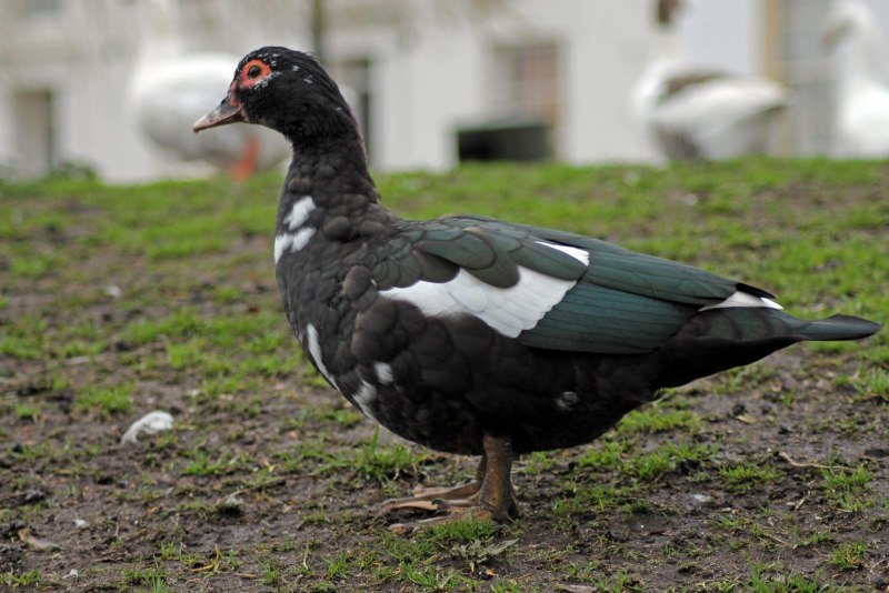 Cairina moschata (мускусная утка
