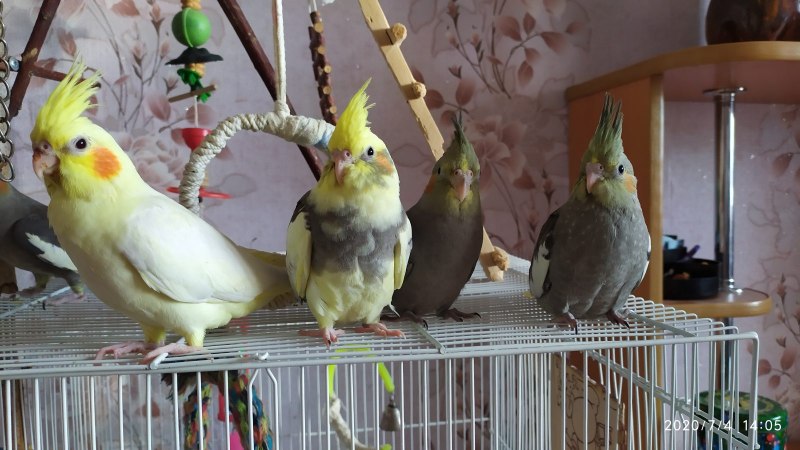 Домашний попугай корелла