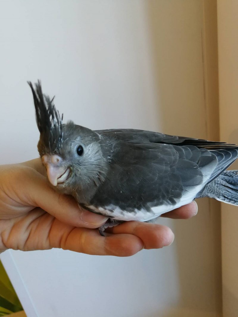 Корелла птенец