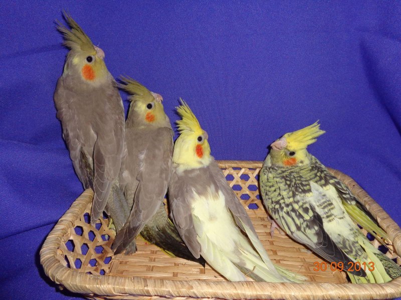 Корелла семья