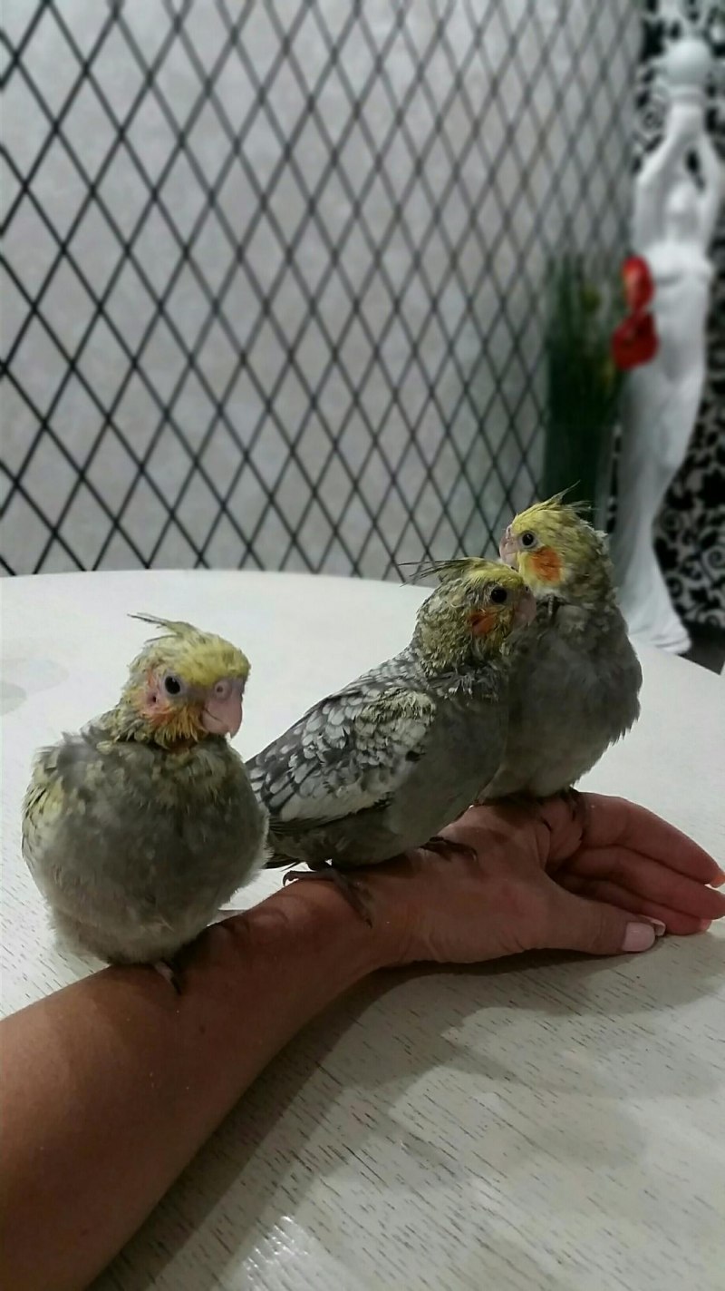 Ощипанные птенцы кореллы