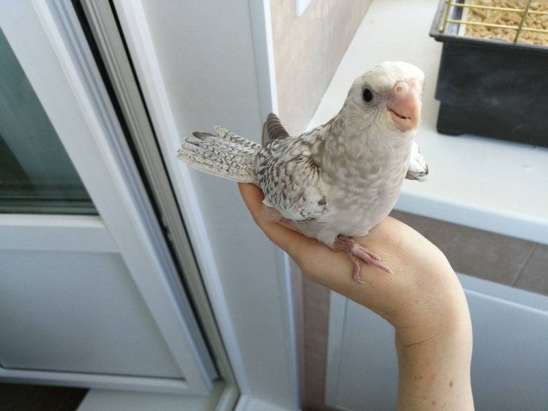 Птенцы кореллы девочки