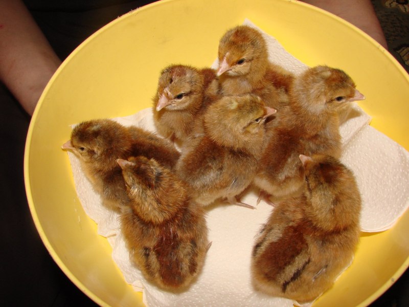 Горный цыпленок