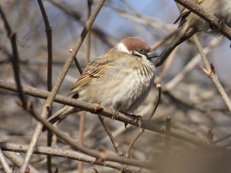 Cercococcyx montanus