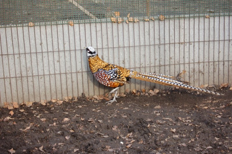 Королевский серебристый фазан