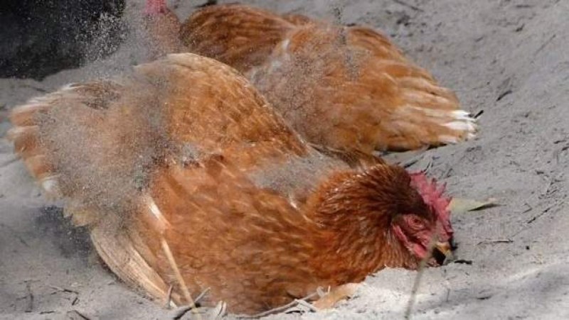 Болезни кур несушек Доминант