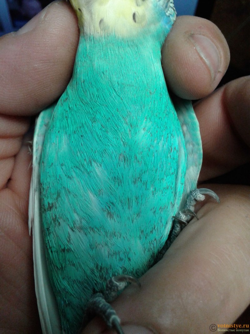 Ctenocephalides canis